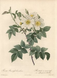 Rosier en kort stil, sort med gule og hvide blomster - Eau forte af Langlois Charlin, fra en illustration af Pierre Joseph Redoute (1759-1840), uddrag fra Les Roses af Pierre Joseph Redouté