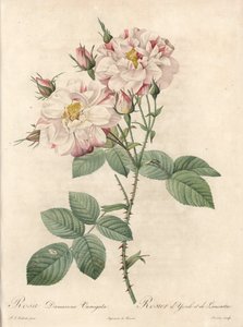 Damaskus rose, York og Lancaster sort - Etching af Bessin, fra en illustration af Pierre Joseph Redoute (1759-1840), fra Les Roses af Pierre Joseph Redouté