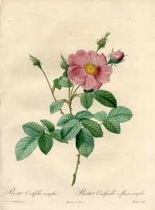Rosier hundrede blade med enkle blomster - Eau forte de Chapuy, fra en illustration af Pierre Joseph Redoute (1759-1840), fra Les Roses af Pierre Joseph Redouté