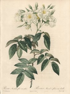 Moskusrose, med dobbelte blomster - Radering af Charlin, fra en illustration af Pierre Joseph Redoute (1759-1840), uddrag fra Les Roses af Pierre Joseph Redouté