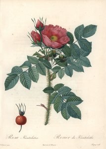 Ru rose eller Kamchatka rose - Radering af Chapuy, fra en illustration af Pierre Joseph Redoute (1759-1840), fra Les Roses af Pierre Joseph Redouté