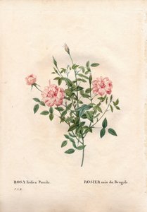 Rouletii rose, Rosa chinensis var. minima Rouletii, bengalsk dværgrose. Håndfarvet stiplet kobberstik fra Pierre Joseph Redoutes "" Les Roses,"" Paris af Pierre Joseph Redouté