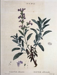 Salvie officinalis - i "" New Duhamel eller afhandling om træer og skov, som de længes efter i Frankrig", tegninger af P.J. Redouté og P. Bessa, Paris af Pierre Joseph Redouté