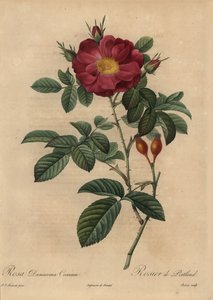 Skarlagenrød damaskrose, Rosa damascena af Pierre Joseph Redouté