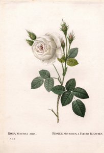 Shailers hvide mosrose, Rosa centifolia var. alba-muscosa, Mousserende rose med hvide blomster. Håndfarvet stiplet kobberstik fra Pierre Joseph Redoutes "" Les Roses,"" Paris af Pierre Joseph Redouté