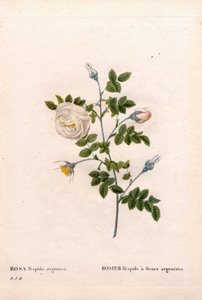 Sølvblomstret rose hispid, Rosa tomentosa sort, Pink Rose med sølv blomster. Håndfarvet stiplet kobberstik fra Pierre Joseph Redoutes "" Les Roses,"" Paris af Pierre Joseph Redouté
