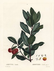 Jordbærtræ, Arbutus unedo. Håndfarvet stipplegravering af efter en illustration af Pierre-Joseph Redoute fra Henri Louis Duhamel du Monceaus Treat des Arbres et Shrustes, Paris af Pierre Joseph Redouté