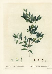 Syrisk liguster, Fontanesia phillyreoides. Håndfarvet prikkegravering af Du Ruisseau efter en illustration af Pierre-Joseph Redoute fra Henri Louis Duhamel du Moncels Treat des Arbres et Shrustes, Paris af Pierre Joseph Redouté