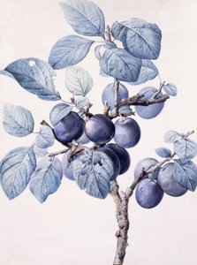 Grenen af et blommetræ, der bærer frugt med en hveps drikkevand på et blad, af Pierre Joseph Redouté