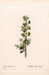 Tusindpigget rose, Rose myriacantha, Rose a Thousand-Spines. Håndfarvet stiplet kobberstik fra Pierre Joseph Redoutes "" Les Roses,"" Paris af Pierre Joseph Redouté