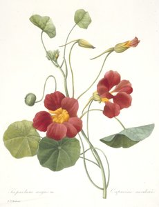 Tropaeolum majus (Garden Nasturtium), 1827 af Pierre Joseph Redouté