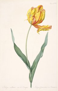 Tulipa Gesneriana var. Dragens papegøje tulipan, 1816. af Pierre Joseph Redouté