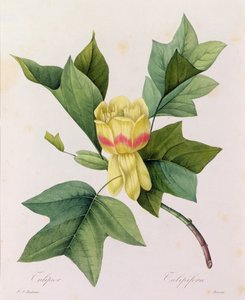 Tulipifera (farvet gravering) af Pierre Joseph Redouté