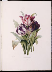 Tulipaner fra "A Fine Series of Floral Bouquets" af Pierre Joseph Redouté