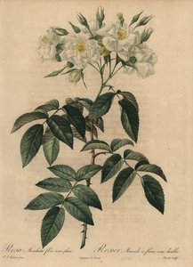 Hvid moskusrose, Rosa moschata af Pierre Joseph Redouté