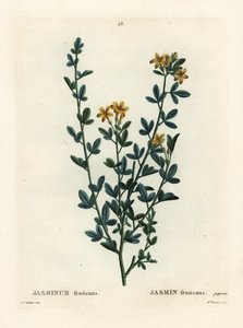 Vild eller gul Jasmin, Jasminum fruticans. Håndfarvet stipplegravering af Miss Brenet efter en illustration af Pierre-Joseph Redoute fra Henri Louis Duhamel du Moncels Treat des Arbres et Shrustes, Paris af Pierre Joseph Redouté