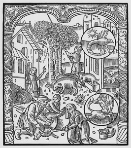november, aflivning af grisen og høst af agern, Skorpionen, illustration fra 