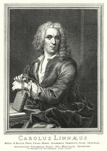 Carl Linnaeus, svensk botaniker og zoolog (gravering)