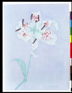 Lily, efter 1921 (akvarel og blyant) af Piet Mondrian