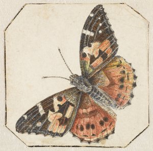 Tidselsommerfugl (Vanessa cardui) af Pieter Barbiers (possibly)