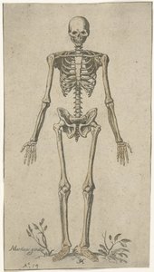 Hanskelet set forfra Anatomiske studier (serietitel)
