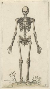 Hanskelet set forfra Anatomiske studier (serietitel)