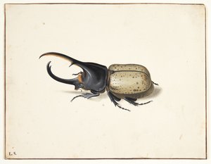 I herkulesbille (dynastes hercules)