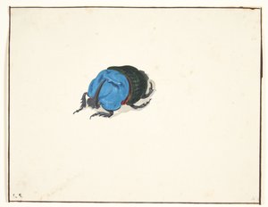 En næsehornsbille (scarabaeidae)