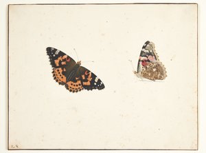 To studier af en tidselfugl (vanessa cardui l.)