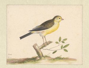 vild kanariefugl af Pieter Holsteyn (I)