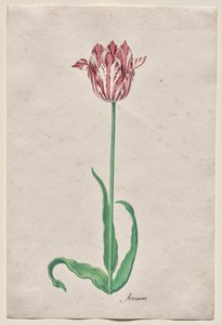 Studie af en tulipan (Anvaers) af Pieter Holsteyn II