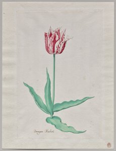 Studie af en tulipan (Perregoen Machieu) af Pieter Holsteyn II