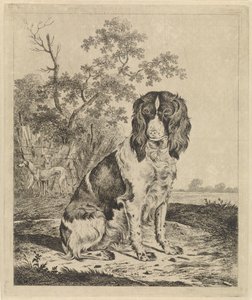 Siddende agerhønehund