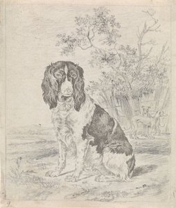 Siddende agerhønehund