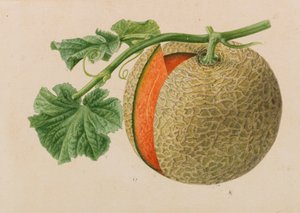 Originaler fra gartneri- og træbrugsudgivelser, 1878-1881. af Pieter Joseph de Pannemaeker