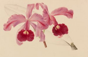 Originals of Horticulture and Arboriculture Publications, 1878-1881. af Pieter Joseph de Pannemaeker