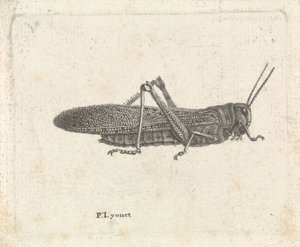 Græshoppe af Pieter Lyonet