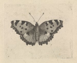 Sommerfugl af Pieter Lyonet