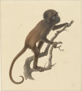 abe