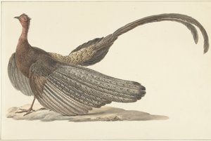 Argus Fasan af Pieter Pietersz. Barbiers