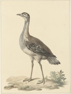 Denhams fælde (Neotis denhami)
