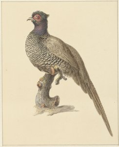 Jagt fasan af Pieter Pietersz. Barbiers