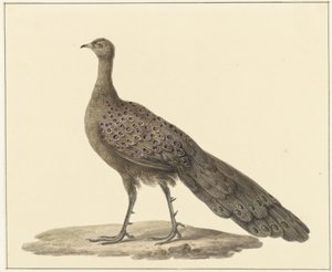 Spiegelpauw af Pieter Pietersz. Barbiers