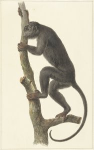 Sort brøleabe (Paraguay)
