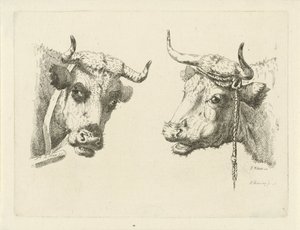 To kohoveder af Pieter Roosing