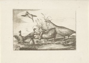 Eenden en ganzen Forskellige fugle (serietitel) De mest perfekte figurer af forskellige fugle (...) (serietitel) af Pieter Schenk (I) (attributed to)