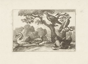 Kip med kuikens og andre fugle Forskellige fugle (serietitel) De mest perfekte figurer af forskellige fugle (...) (serietitel) af Pieter Schenk (I) (attributed to)