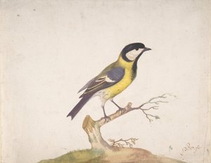 En stormejse Parus major sad på en gren, 1670-93.