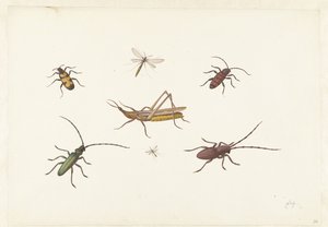 Et ark med syv forskellige insekter Ark med syv forskellige insekter