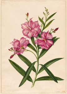 Lilla Oleander